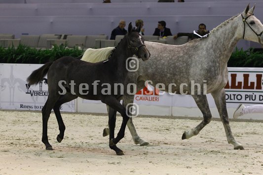 CA D ORO_MILANO_2010_SS3_3937.jpg